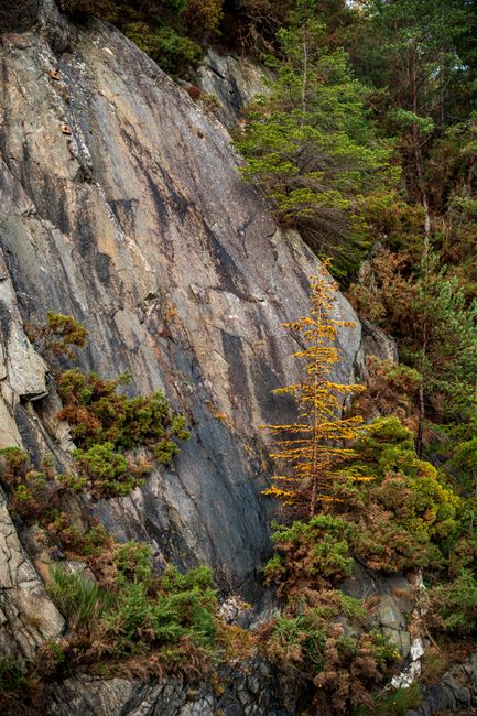 Diverse vegetation clings to a rocky cliffside with vibrant fall colors.