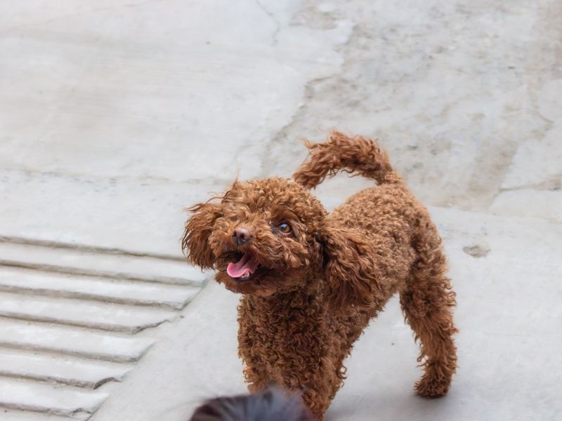 Dış mekanda duran kahverengi kıvırcık tüylü bir poodle