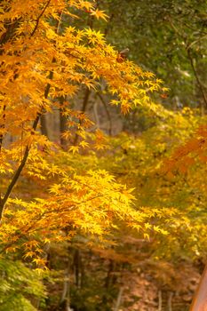 Golden autumn leaves create a stunning display in a serene forest.