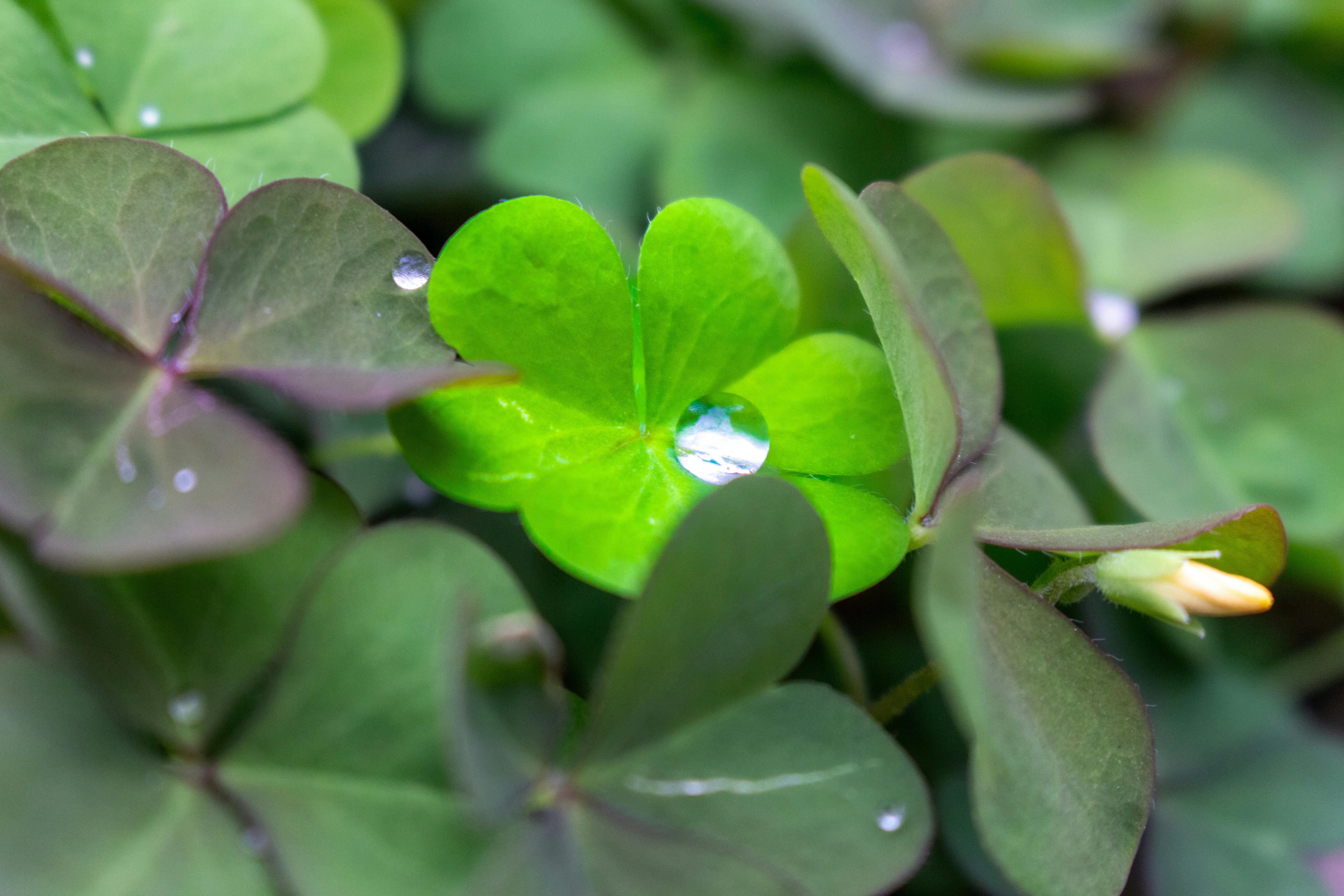 Close-up of fresh green clover leaves with dew droplets, symbolizing luck and nature's beauty.