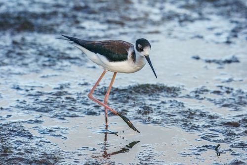 Free Black-necked stilt (Himantopus mexicanus) gracefully wading through shallow water. Stock Photo
