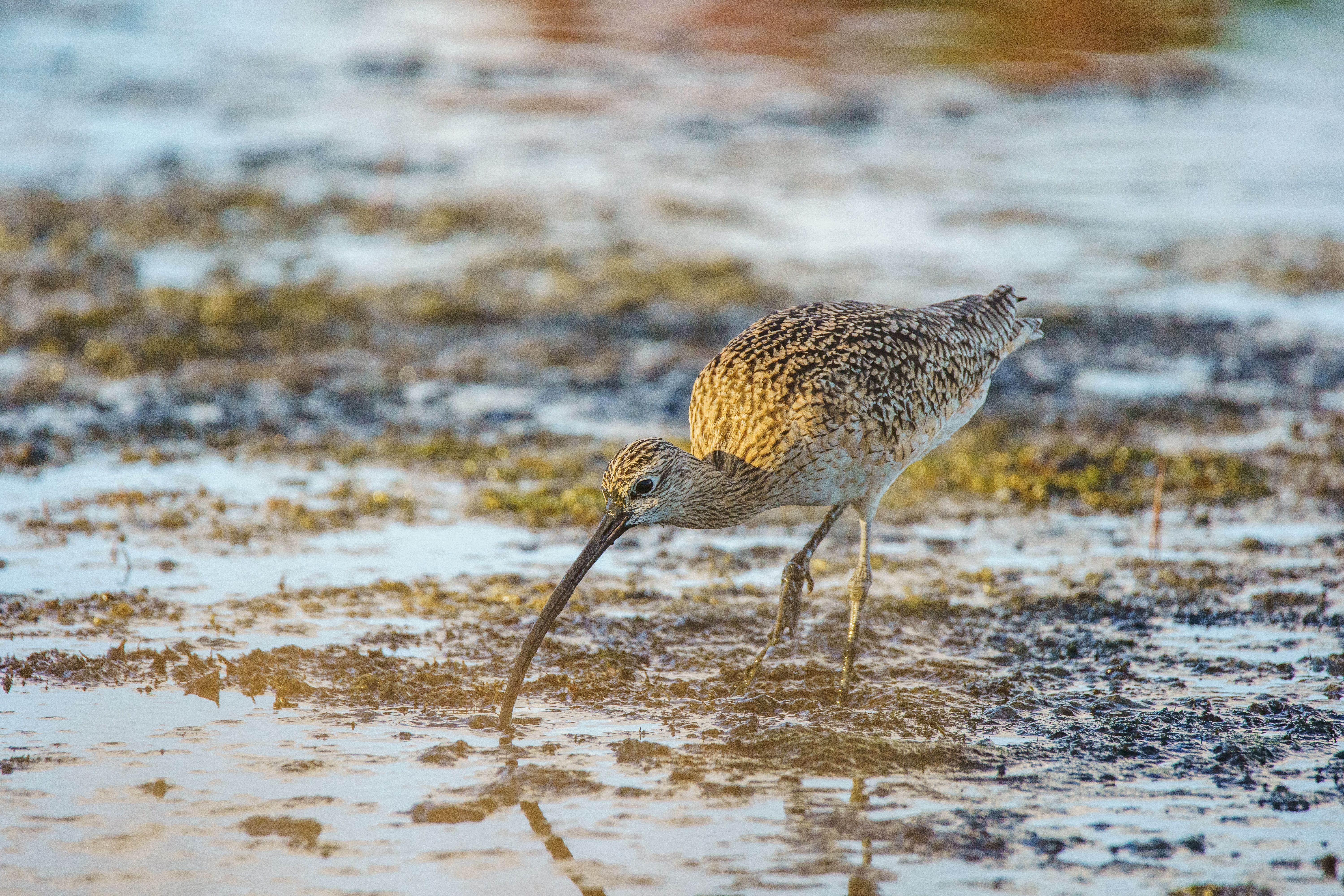 A whimbrel bird foraging in a coastal marsh, highlighting its distinctive long curved bill.