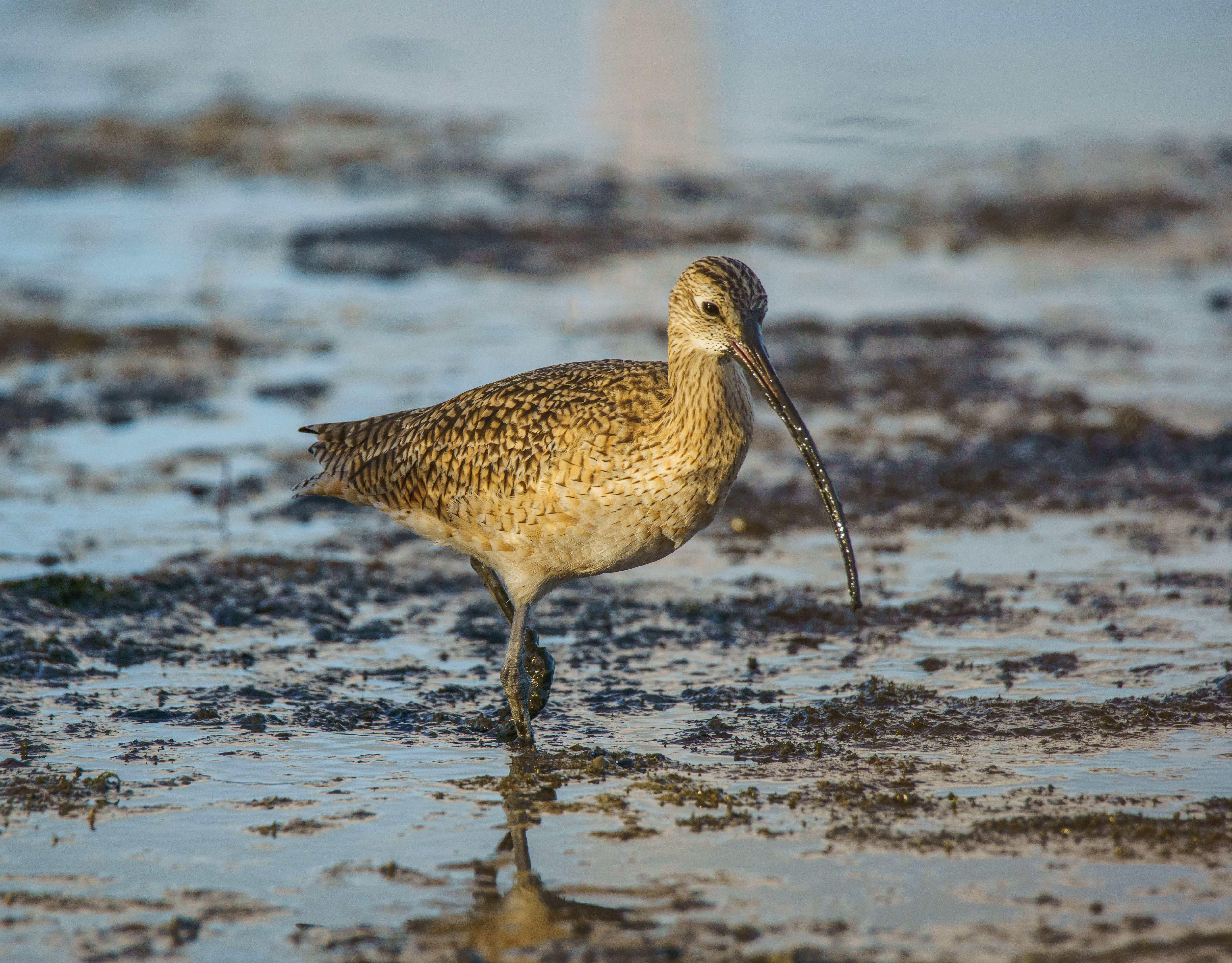 A long-billed curlew foraging on a sunlit mudflat during low tide.