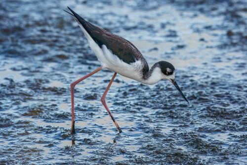 Free A black-necked stilt (Himantopus mexicanus) exploring a wetland area in search of food. Stock Photo