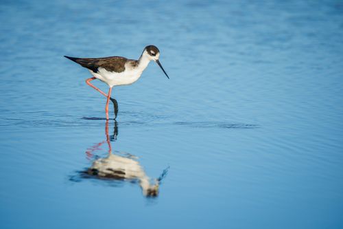 Free A Black-necked Stilt wading in calm blue waters with a perfect reflection. Stock Photo