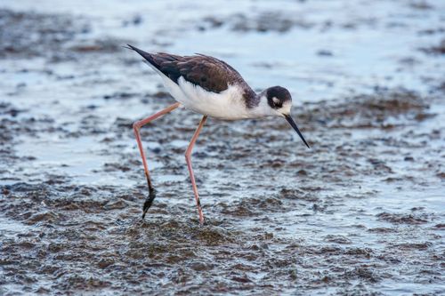 Free A black-necked stilt bird foraging in shallow water, showcasing its long legs and distinctive plumage. Stock Photo