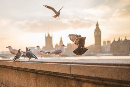 倫敦, 壅, 海鷗 的 免費圖庫相片