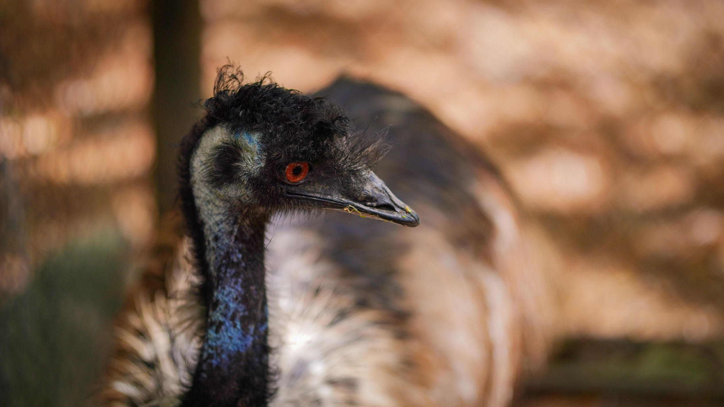 Emu W Close-Up Photo of an Emu in Natural Habitat · Free Stock Photo