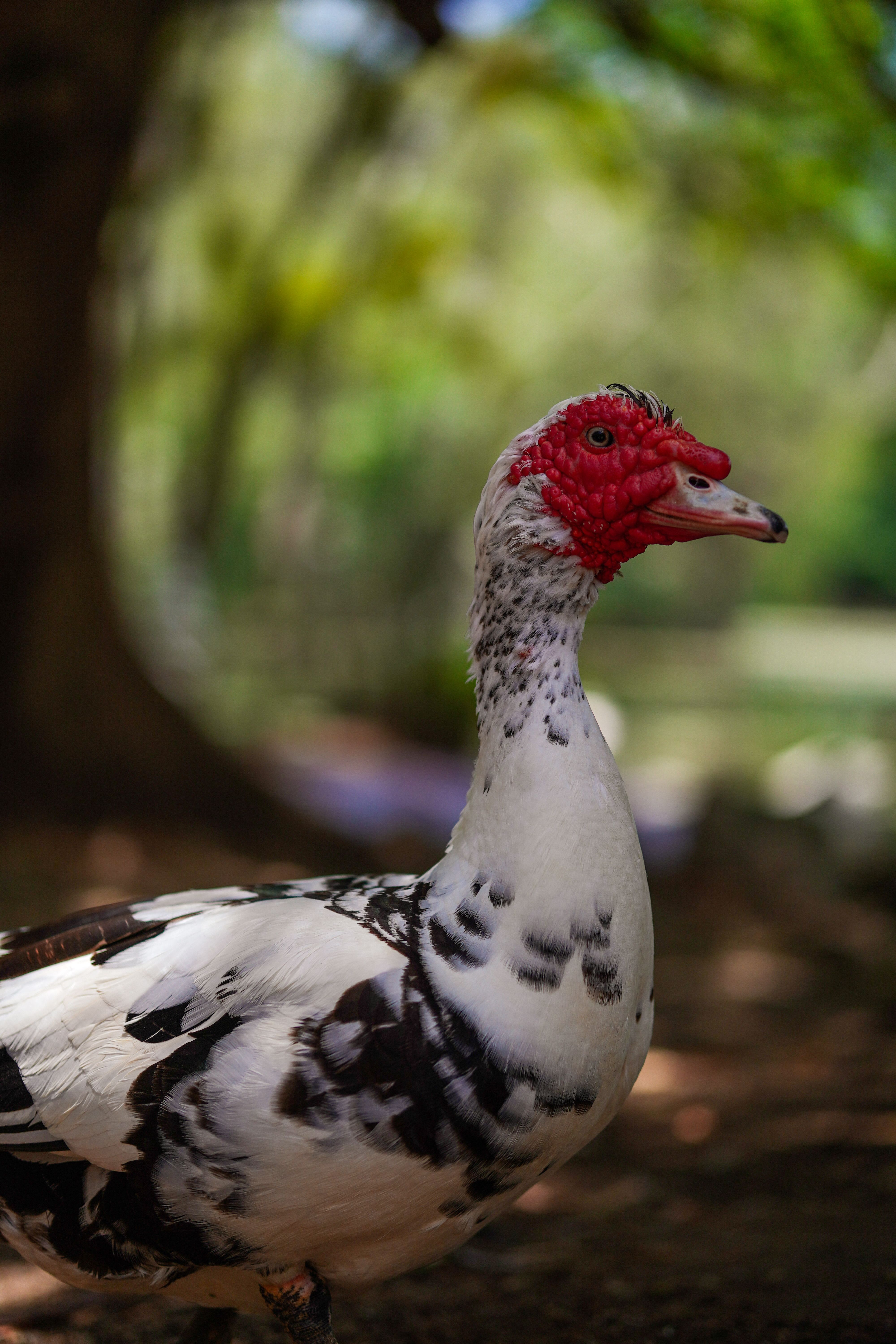 Close-up of a Muscovy duck outdoors with blurred greenery background.