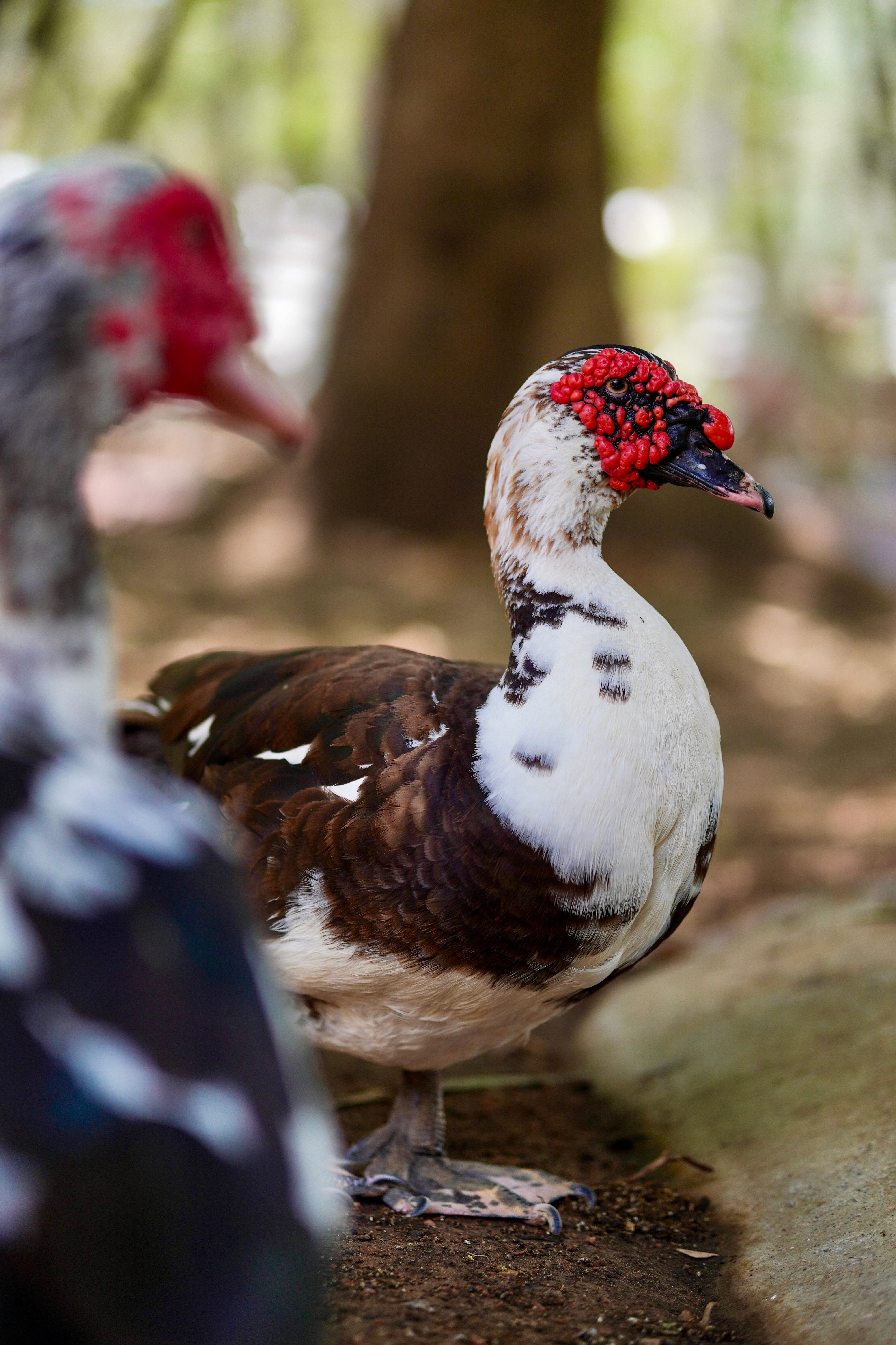 Close-Up of Muscovy Duck in Natural Habitat · Free Stock Photo
