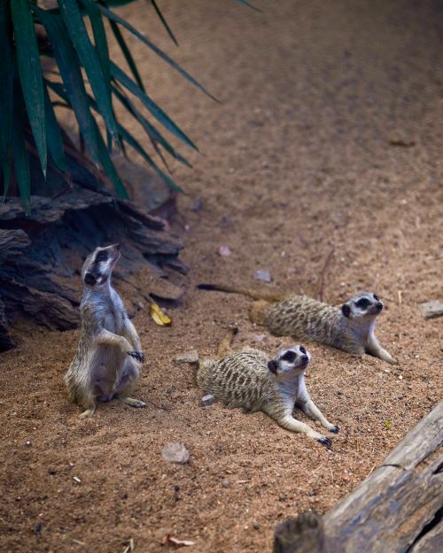 Free Three meerkats on sandy ground, exploring and playing in their natural habitat. Stock Photo