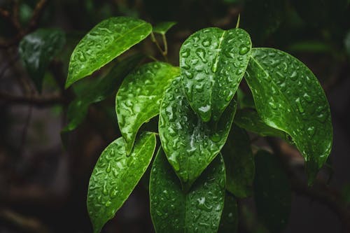 DIY Gardening — Collecting Rainwater for Balcony Plants Safely