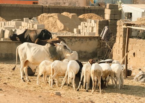 Cattle and sheep feeding in a sunlit rural environment with rustic structures.