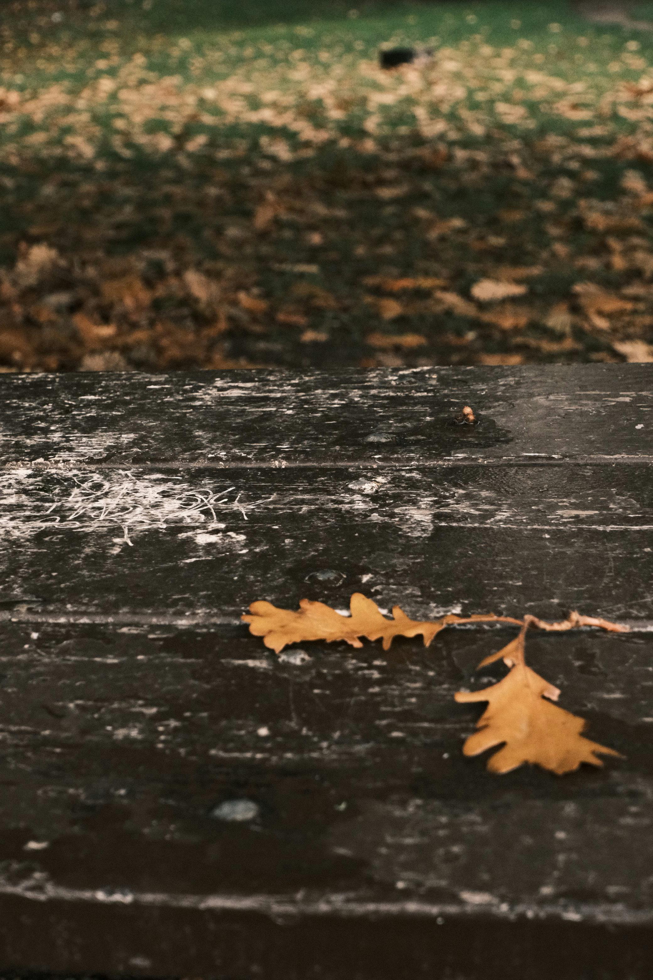 De franc Fulles de tardor caigudes sobre una taula de pícnic desgastada al parc de Vancouver. Foto d'estoc