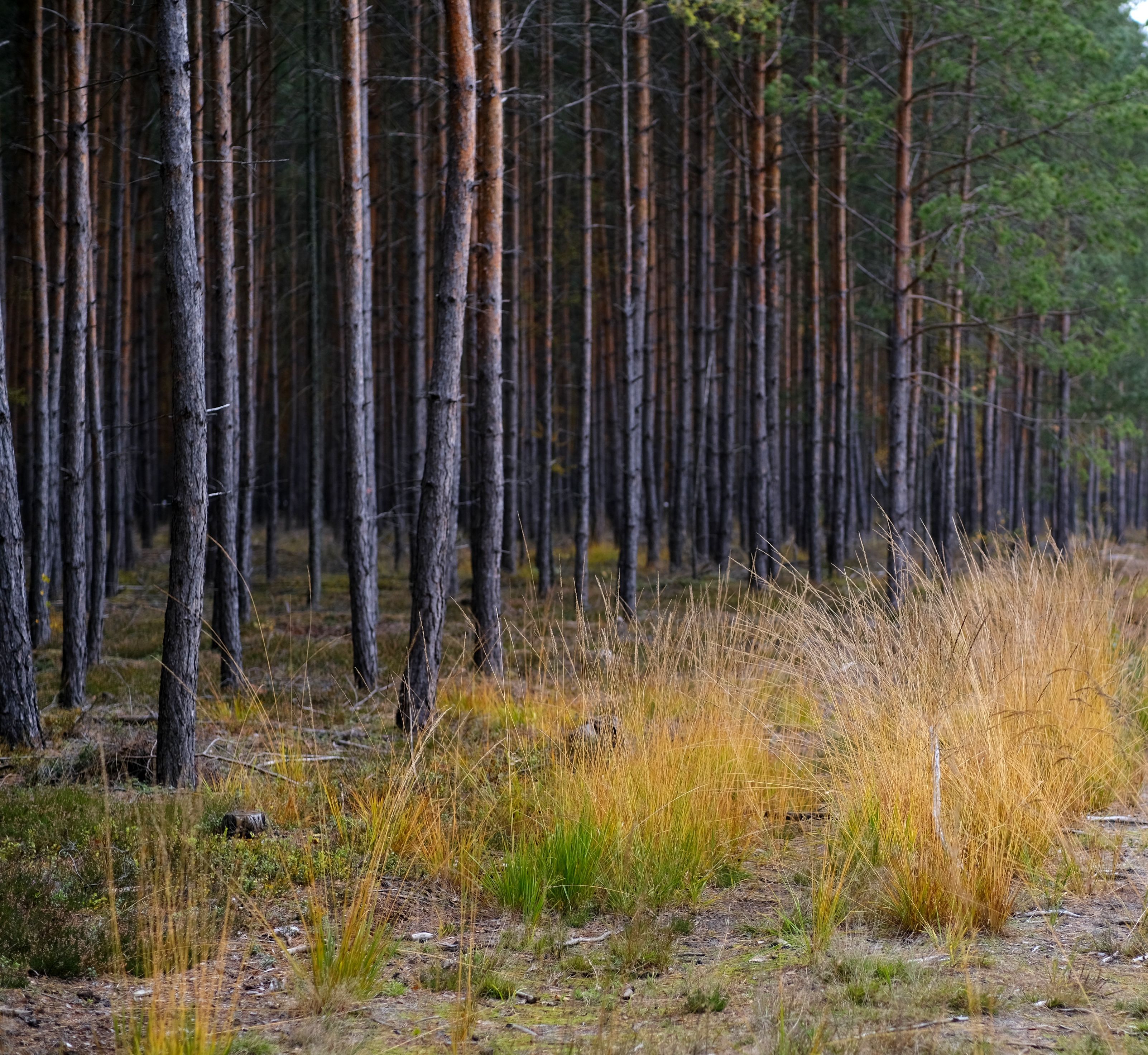 Serene Pine Forest Landscape with Tall Trees · Free Stock Photo