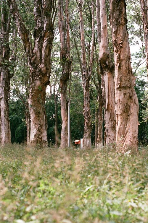 Free A serene view of tall eucalyptus trees in a green forest during the day. Stock Photo