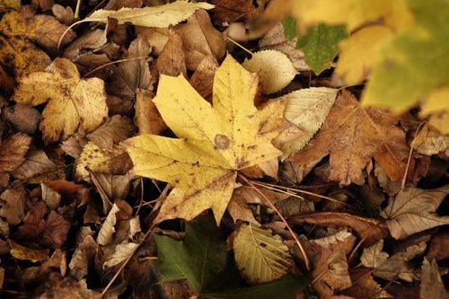 Free A detailed view of fallen autumn leaves showcasing vibrant colors and textures. Stock Photo