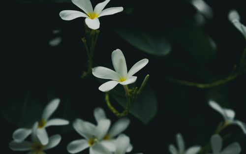 Free Delicate white plumeria blooms with subtle yellow centers against a dark, moody background. Stock Photo