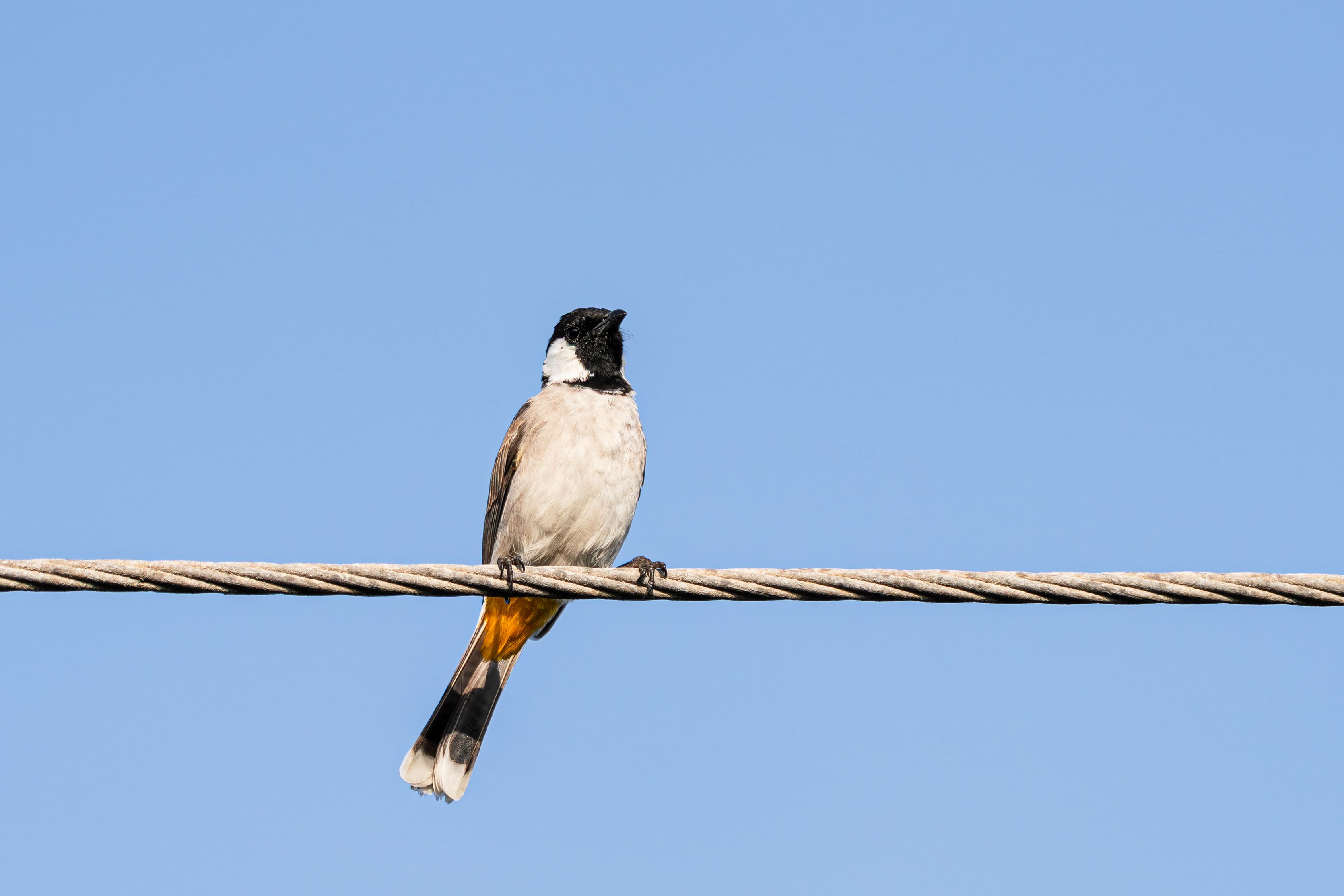 A White-Eared Bulbul perched on a wire against a clear sky in Jamnagar, India.