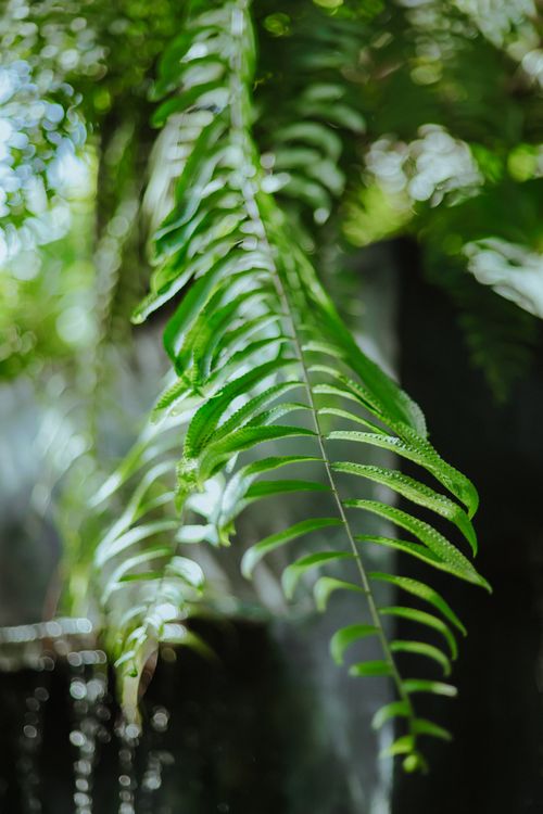 Free A detailed look at a green fern leaf with bright backlighting, perfect for nature themes. Stock Photo