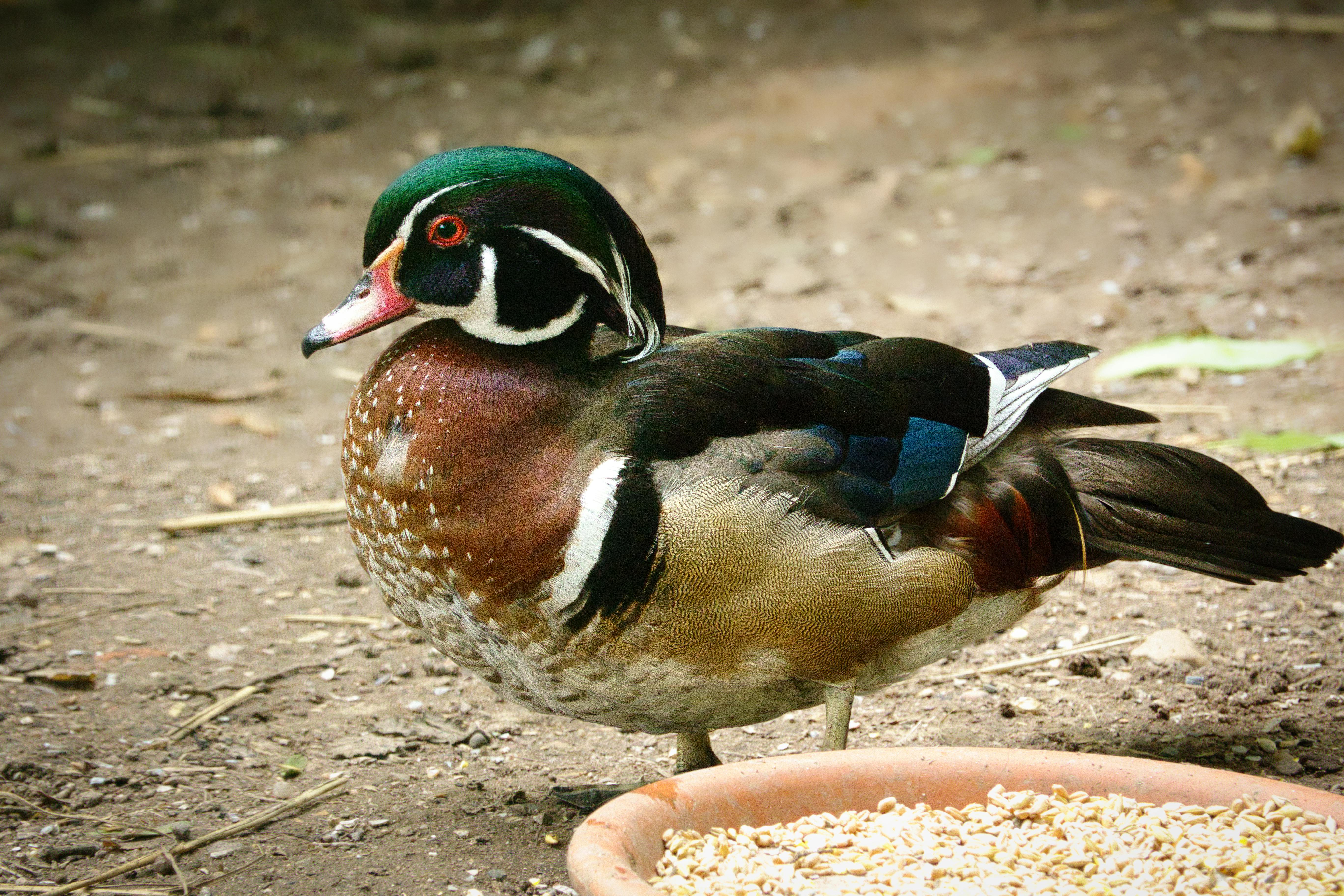 Close-up of a colorful wood duck standing outdoors next to a dish of seeds.