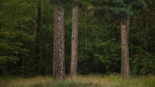 Free Lush green forest scene with tall tree trunks, perfect for nature themes. Stock Photo