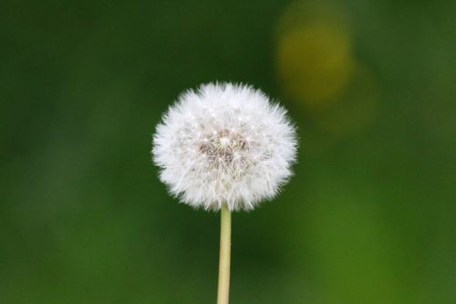 Free A detailed close-up of a fluffy dandelion against a blurred green background. Stock Photo