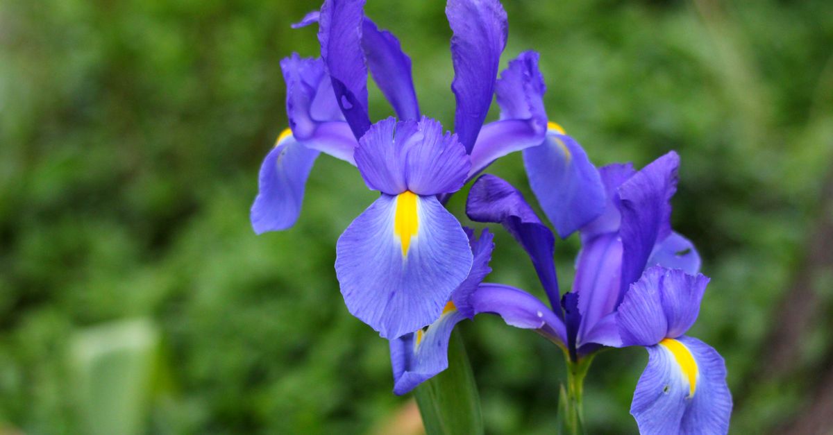 Bearded Iris