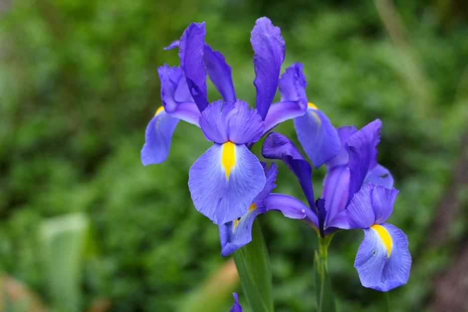 アイリス(Iris)の花