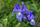 iris flower