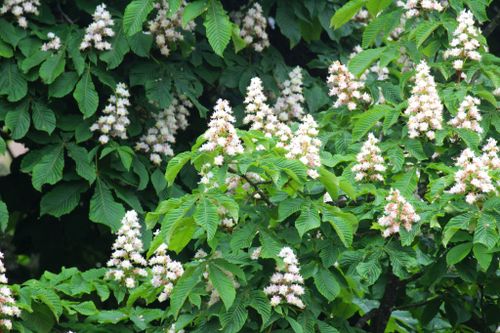 Free Lush horse chestnut tree with abundant blossoms in full spring bloom, set against a leafy green backdrop. Stock Photo