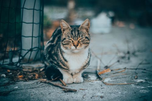 Free A peaceful tabby cat sitting on a street in İstanbul, capturing a moment of tranquility. Stock Photo