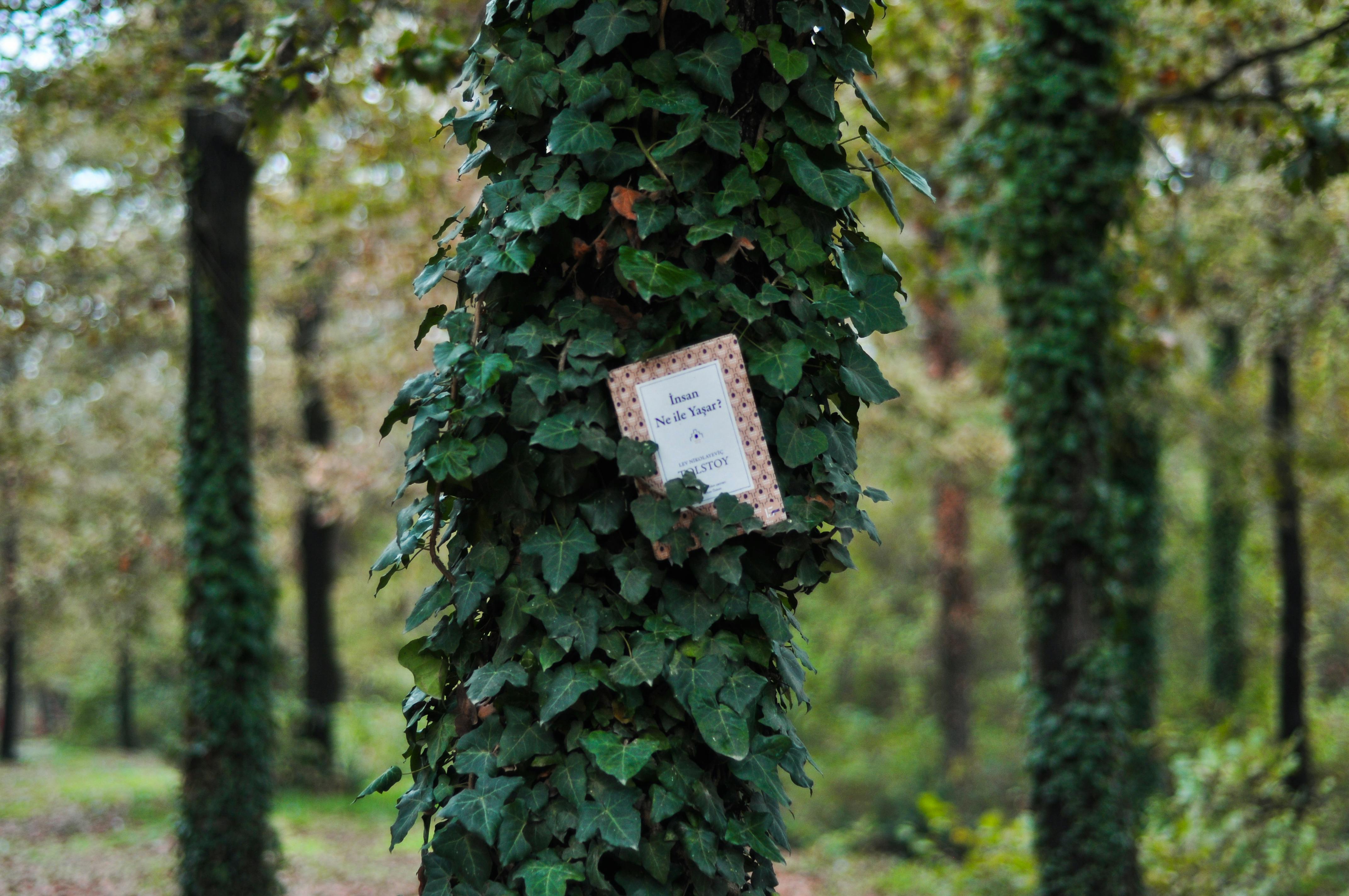 Plantes grimpantes sur pergola