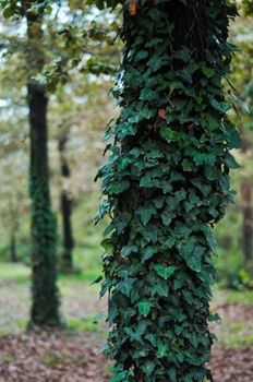 Close-up of ivy-covered tree trunks in a tranquil forest setting, showcasing lush greenery.