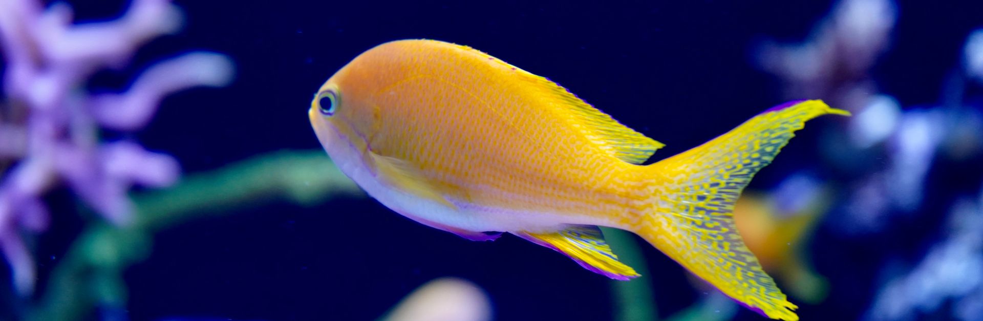Captivating bright yellow fish swimming in a vibrant blue coral reef aquarium setting.