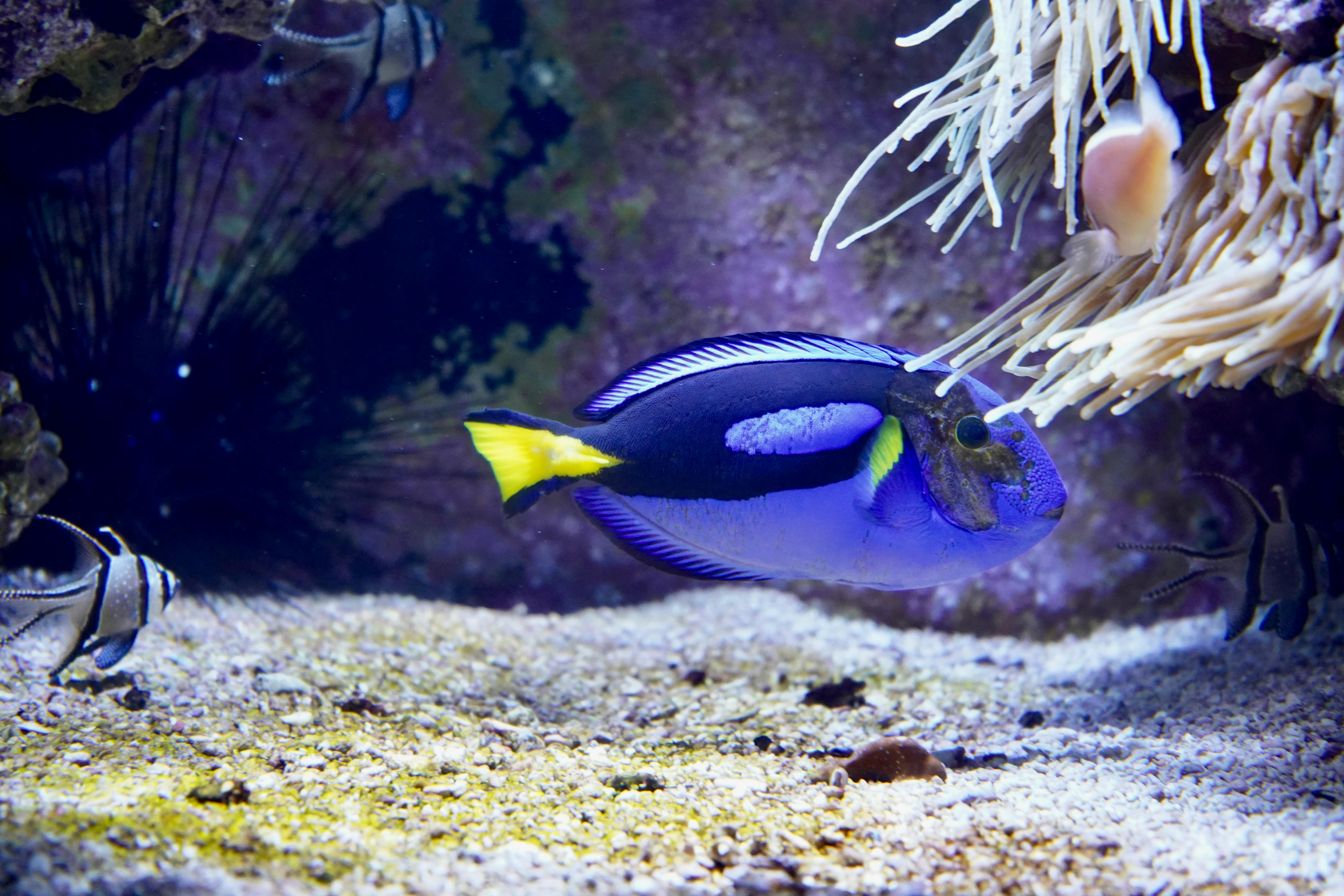 Close-up of a Blue Tang swimming in a vibrant coral aquarium, showcasing its bright colors.