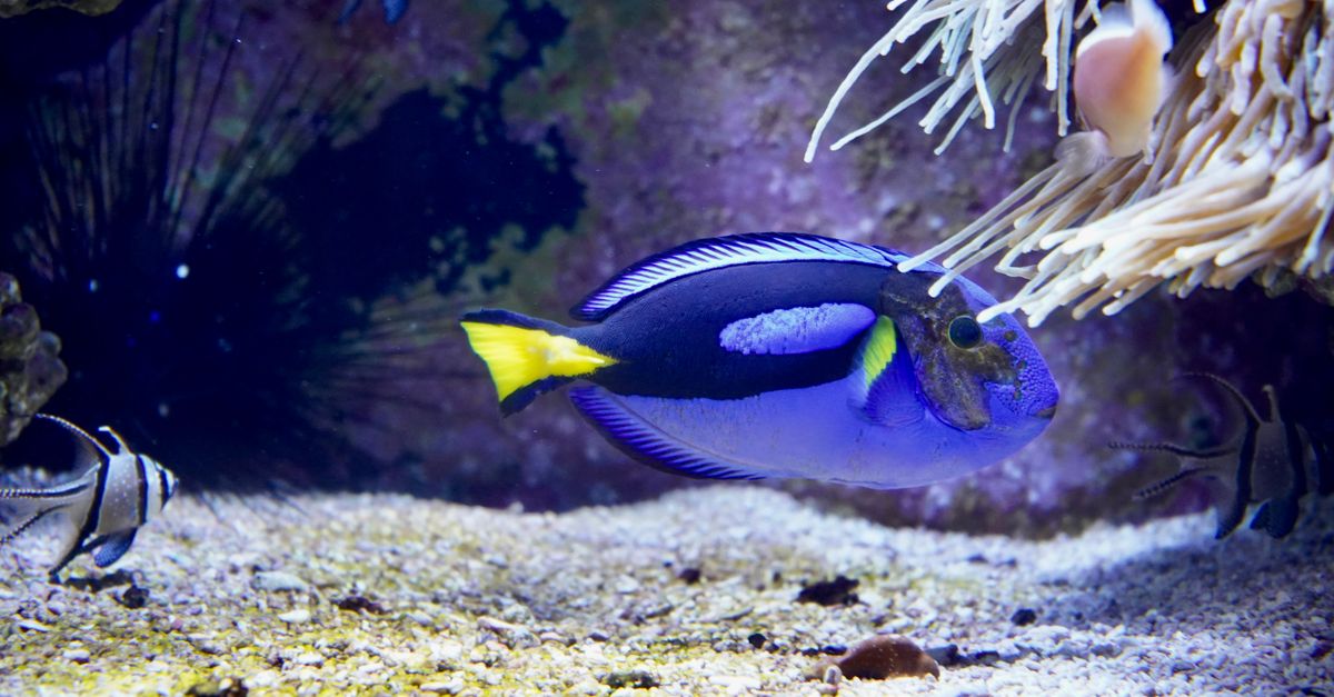 Close-up of a Blue Tang swimming in a vibrant coral aquarium, showcasing its bright colors.
