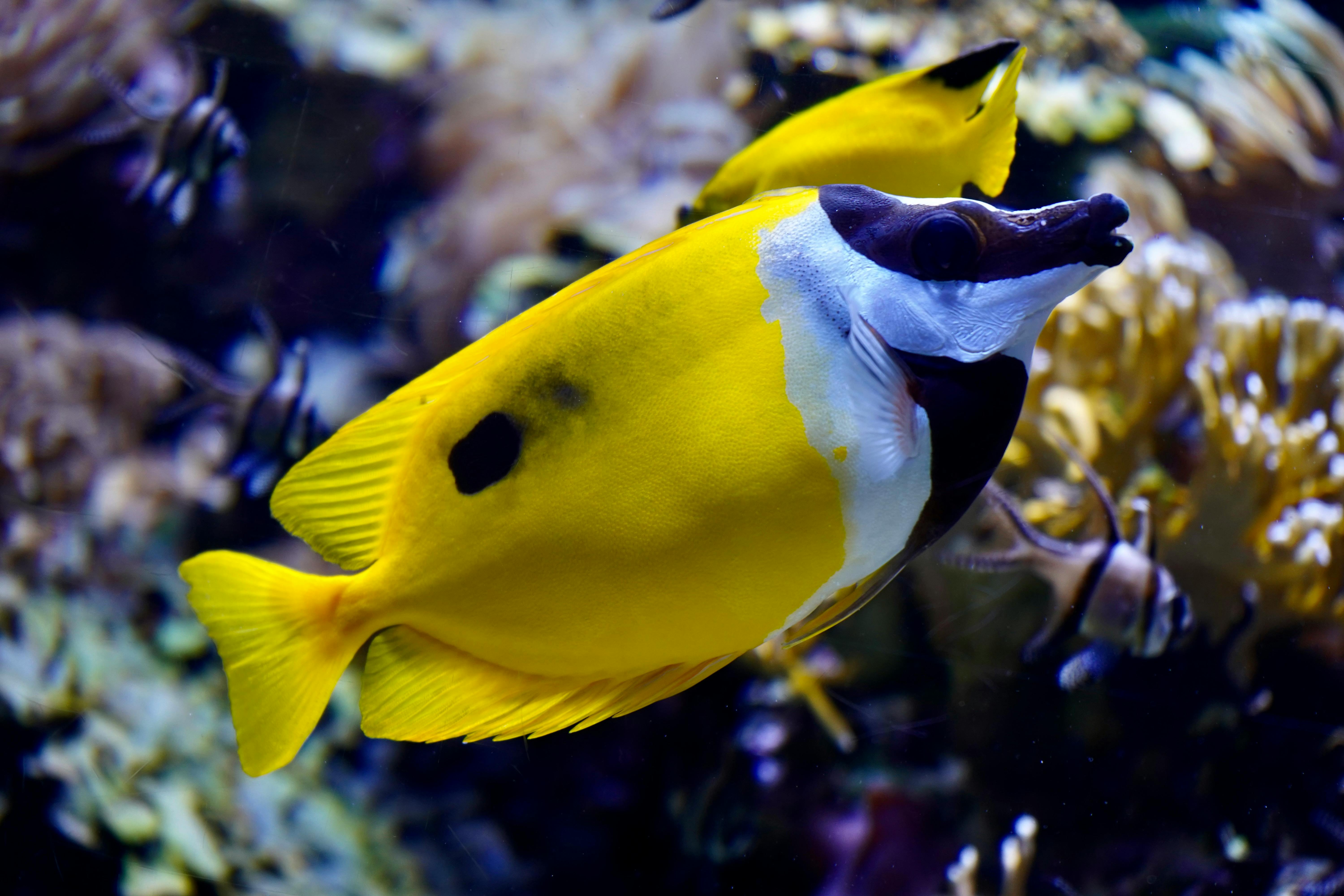 Close-up of a Yellow Longnose Butterflyfish swimming in a colorful aquarium.