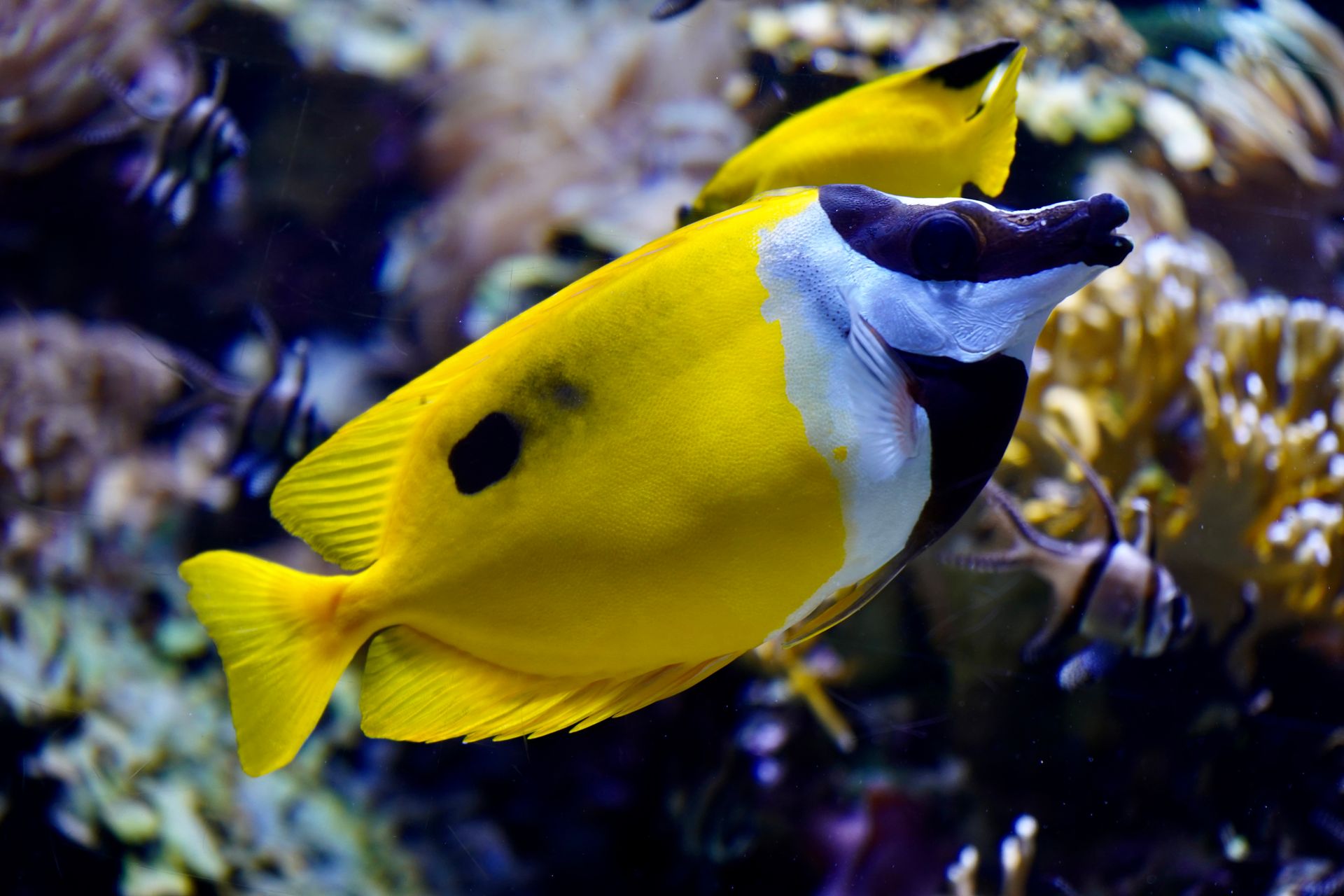 Underwater at Toro Reef