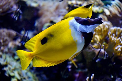 Toro Reef