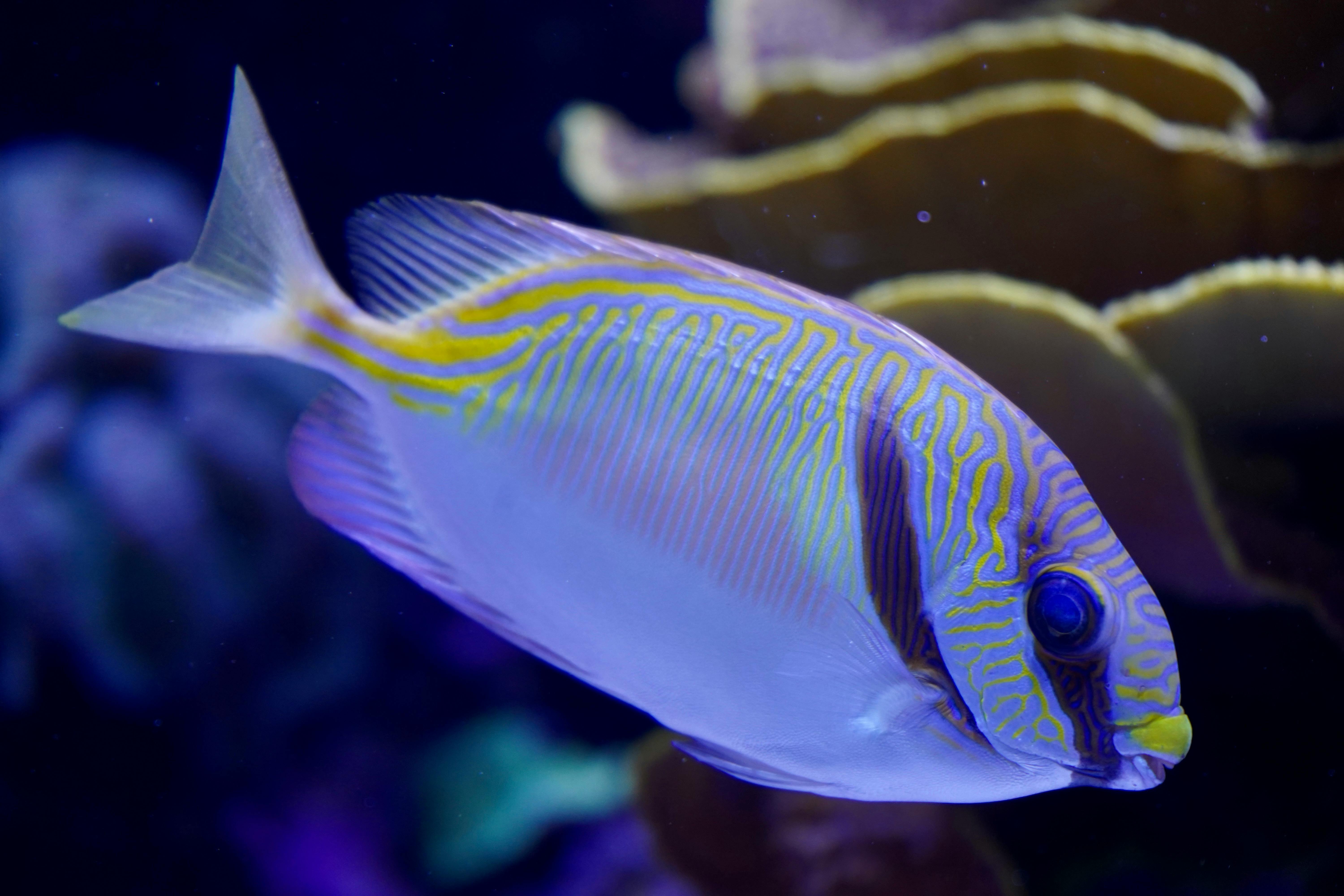Close-up of a colorful fish in an aquarium showcasing vibrant patterns and hues.