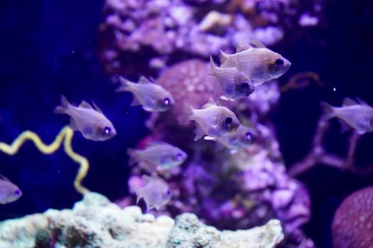 A vibrant marine scene capturing small fish swimming among colorful coral reefs under blue lighting.