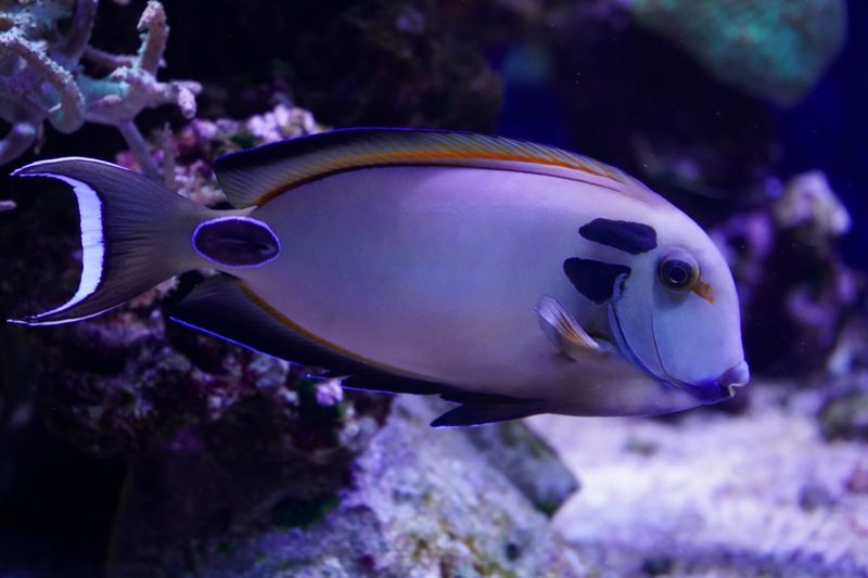 Vibrant regal tang fish swimming amidst colorful coral in an aquarium.