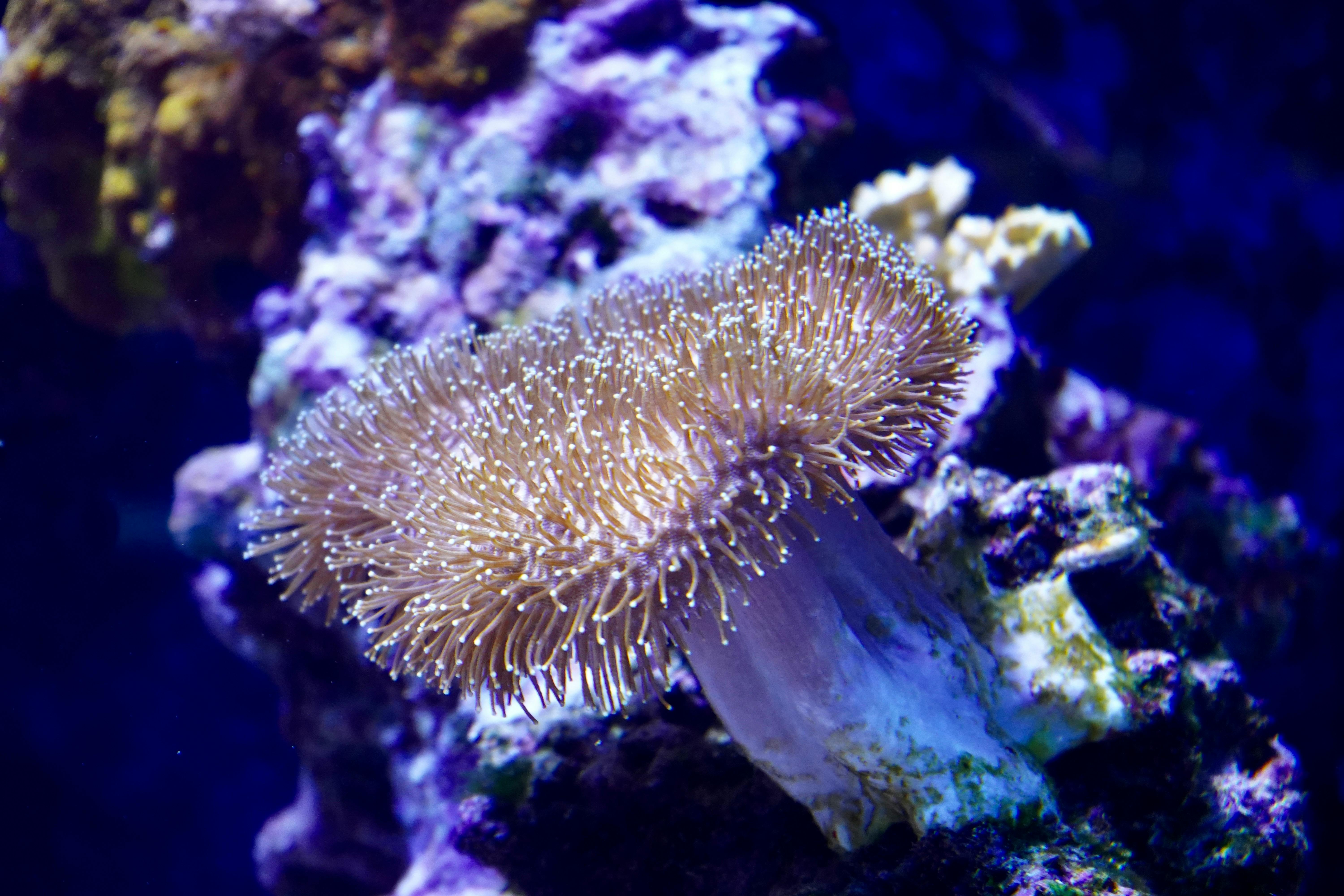 Detailed view of a mushroom coral thriving in a colorful reef aquarium environment.