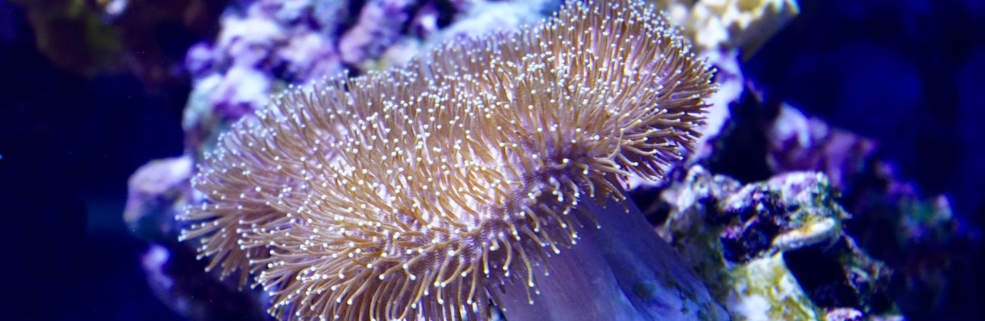 Detailed view of a mushroom coral thriving in a colorful reef aquarium environment.