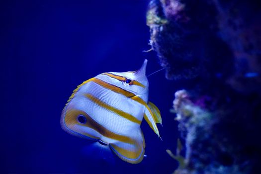 Capture of a Copperband Butterflyfish swimming gracefully in a vibrant blue aquarium.
