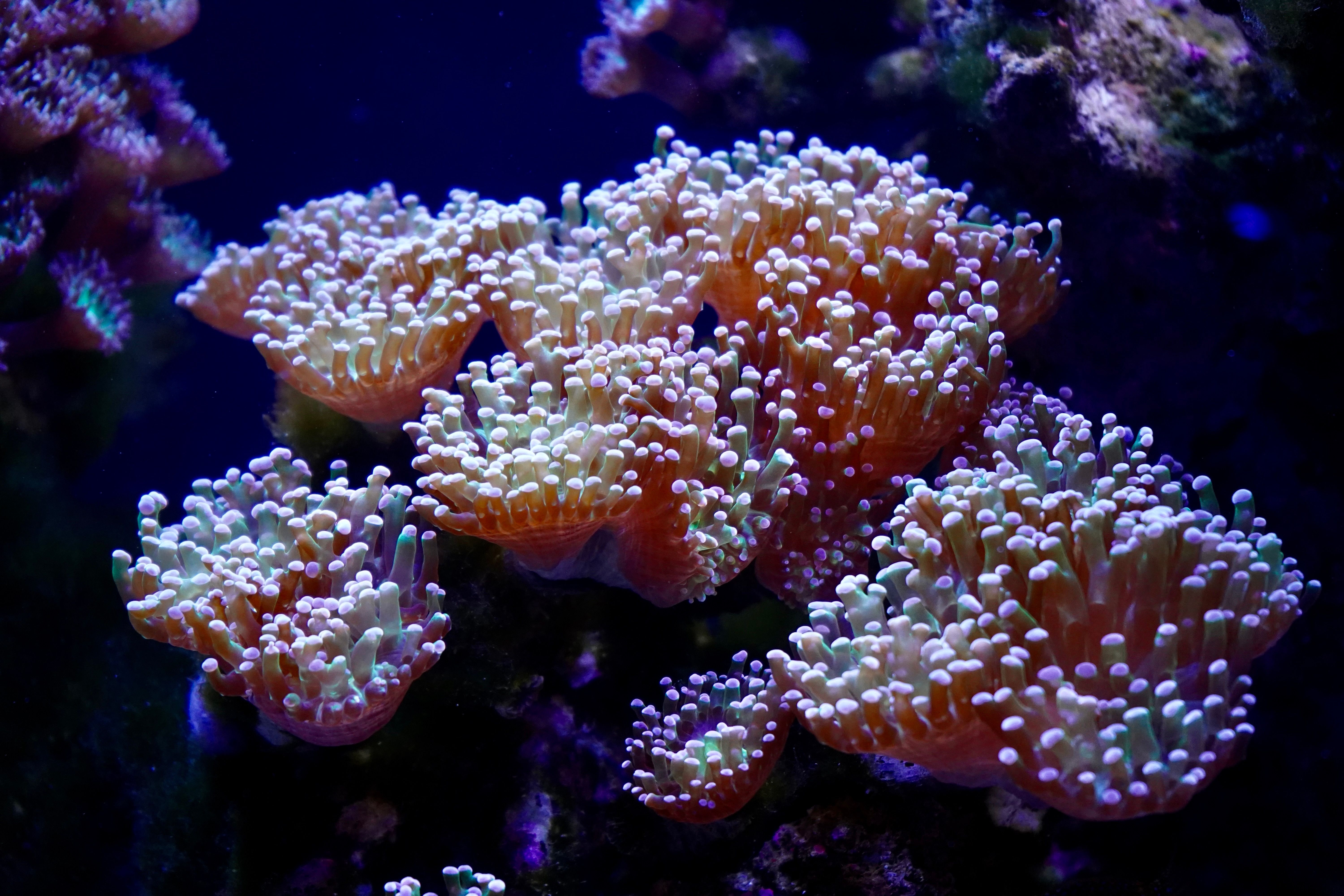 eats cyanobacteria coral reefs
