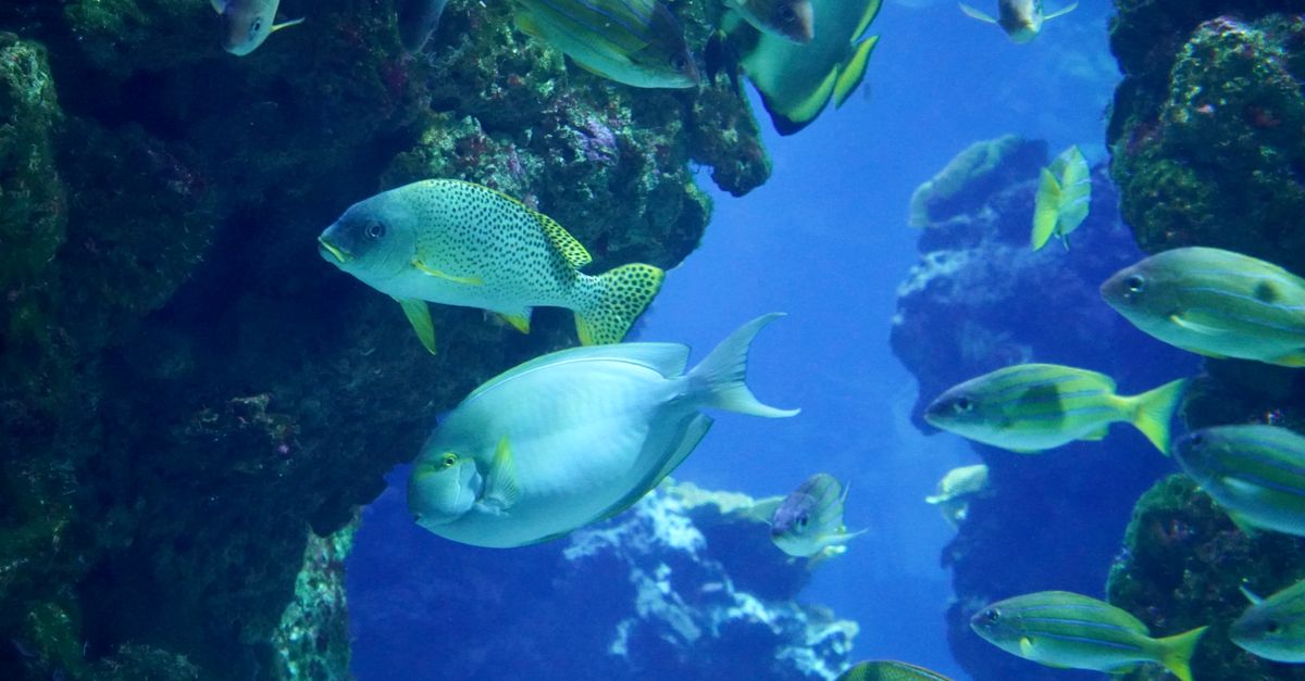 SeaWorld Abu Dhabi