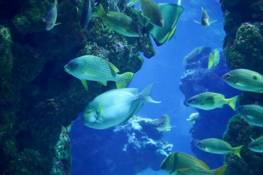 A stunning underwater scene showcasing diverse marine life among coral reefs.