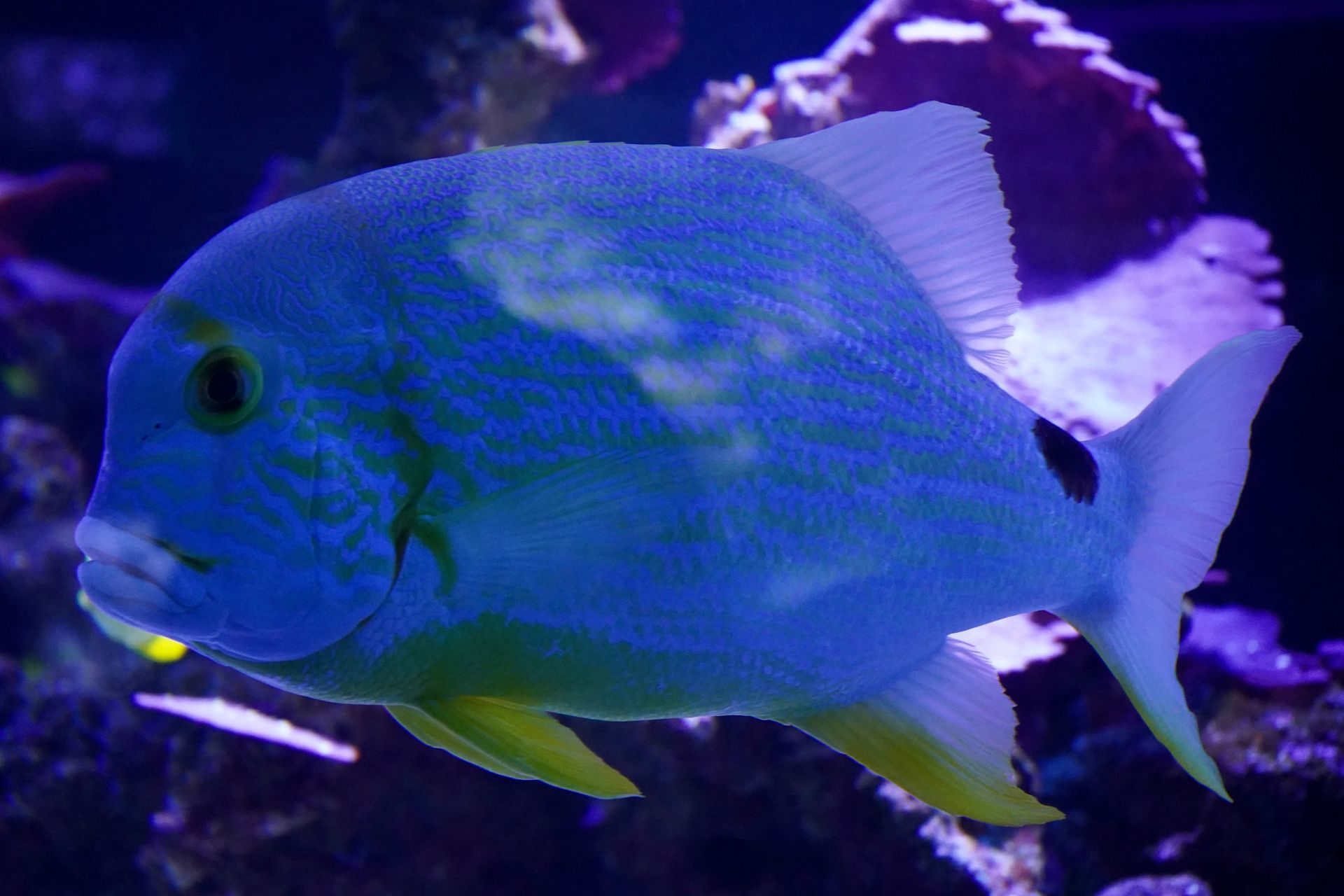 Underwater at Hizushi Reef